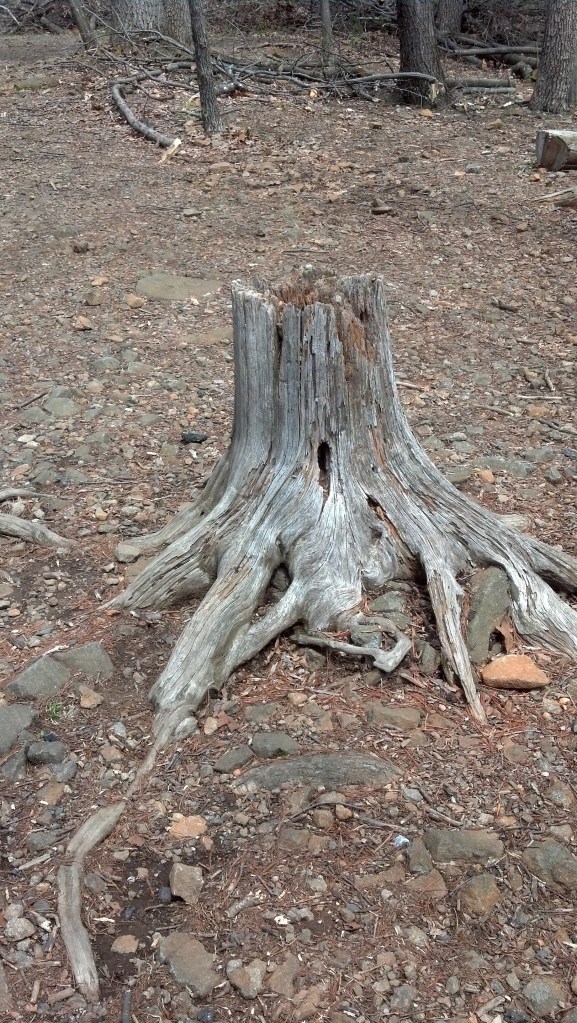 stump little round top IMG_20130420_124542_945
