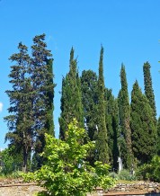 poplars
