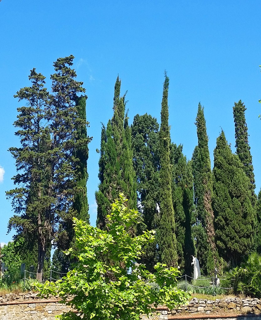 poplars